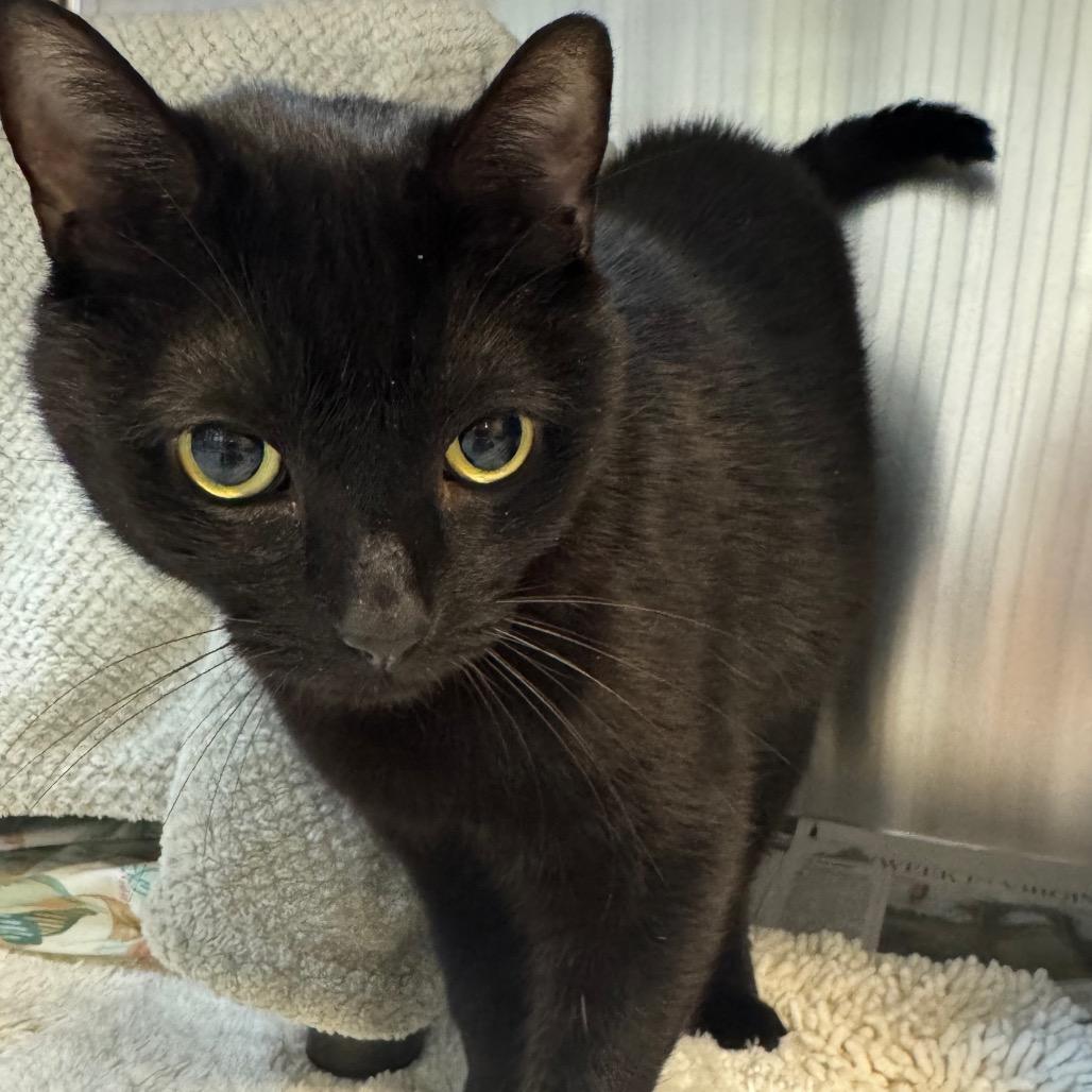 Enlarge Hope, a Adoptable Domestic Short Hair in Charlottesville, VA image 1/6