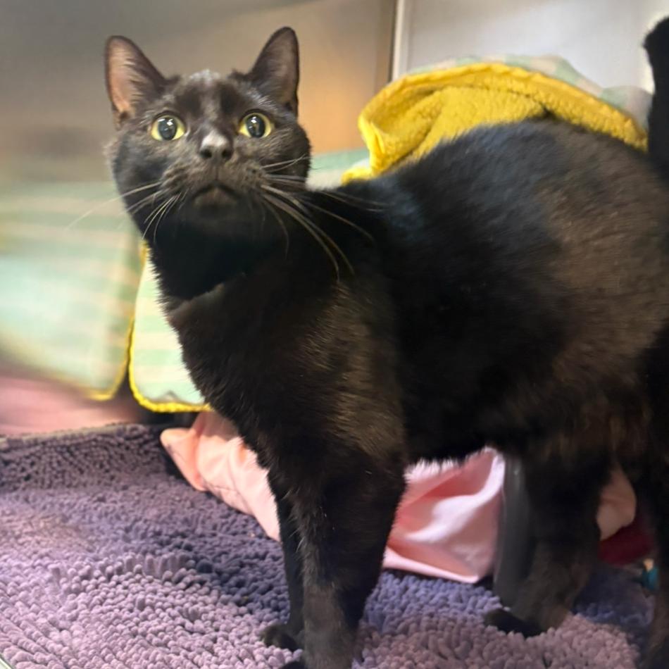 Enlarge Hope, a Adoptable Domestic Short Hair in Charlottesville, VA image 2/6