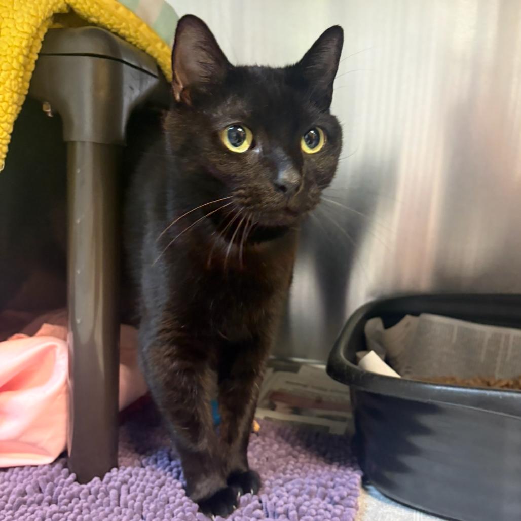 Enlarge Hope, a Adoptable Domestic Short Hair in Charlottesville, VA image 3/6
