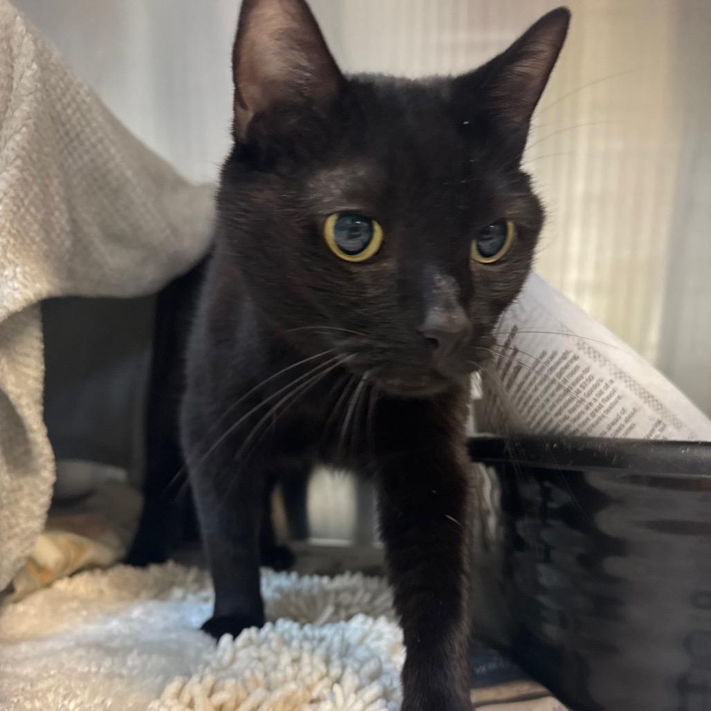 Enlarge Hope, a Adoptable Domestic Short Hair in Charlottesville, VA image 4/6