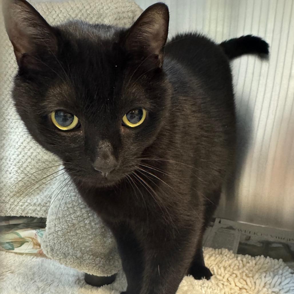 Enlarge Hope, a Adoptable Domestic Short Hair in Charlottesville, VA image 5/6
