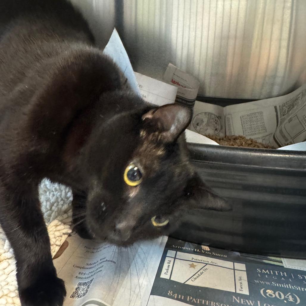 Enlarge Hope, a Adoptable Domestic Short Hair in Charlottesville, VA image 6/6