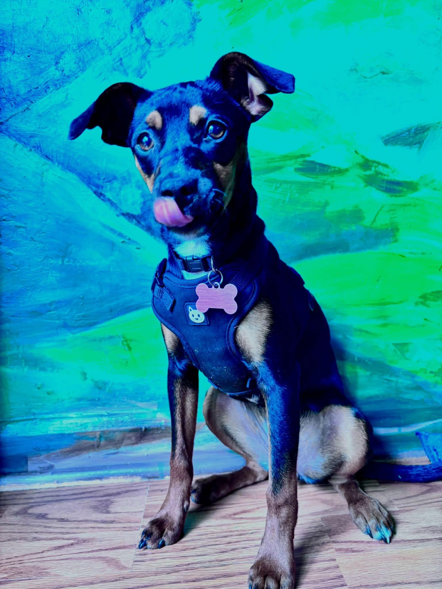 Enlarge Pickles, a ADOPTABLE mixed breed in Eugene, OR image 5/5