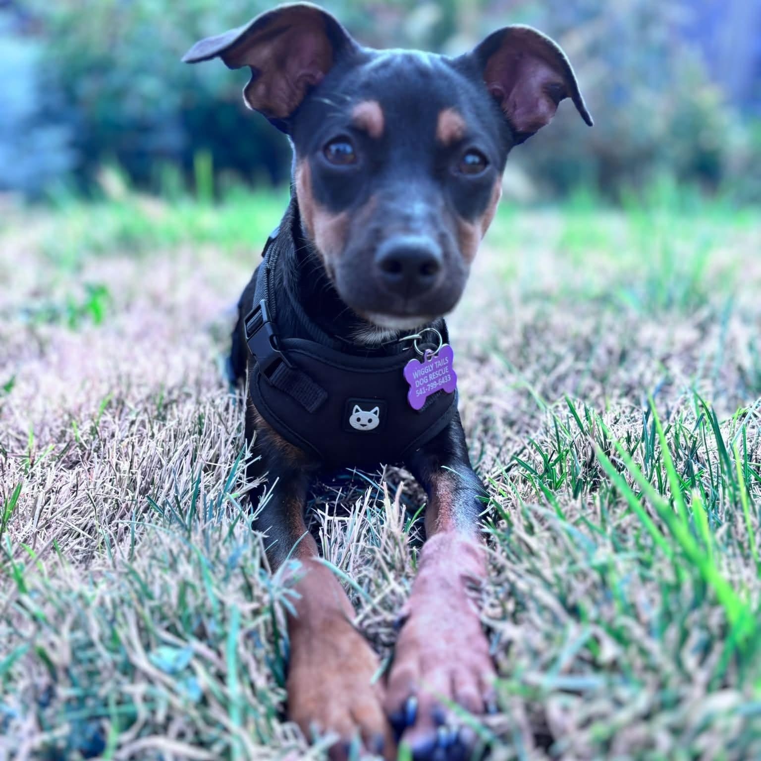 Enlarge Pickles, a ADOPTABLE mixed breed in Eugene, OR image 3/5