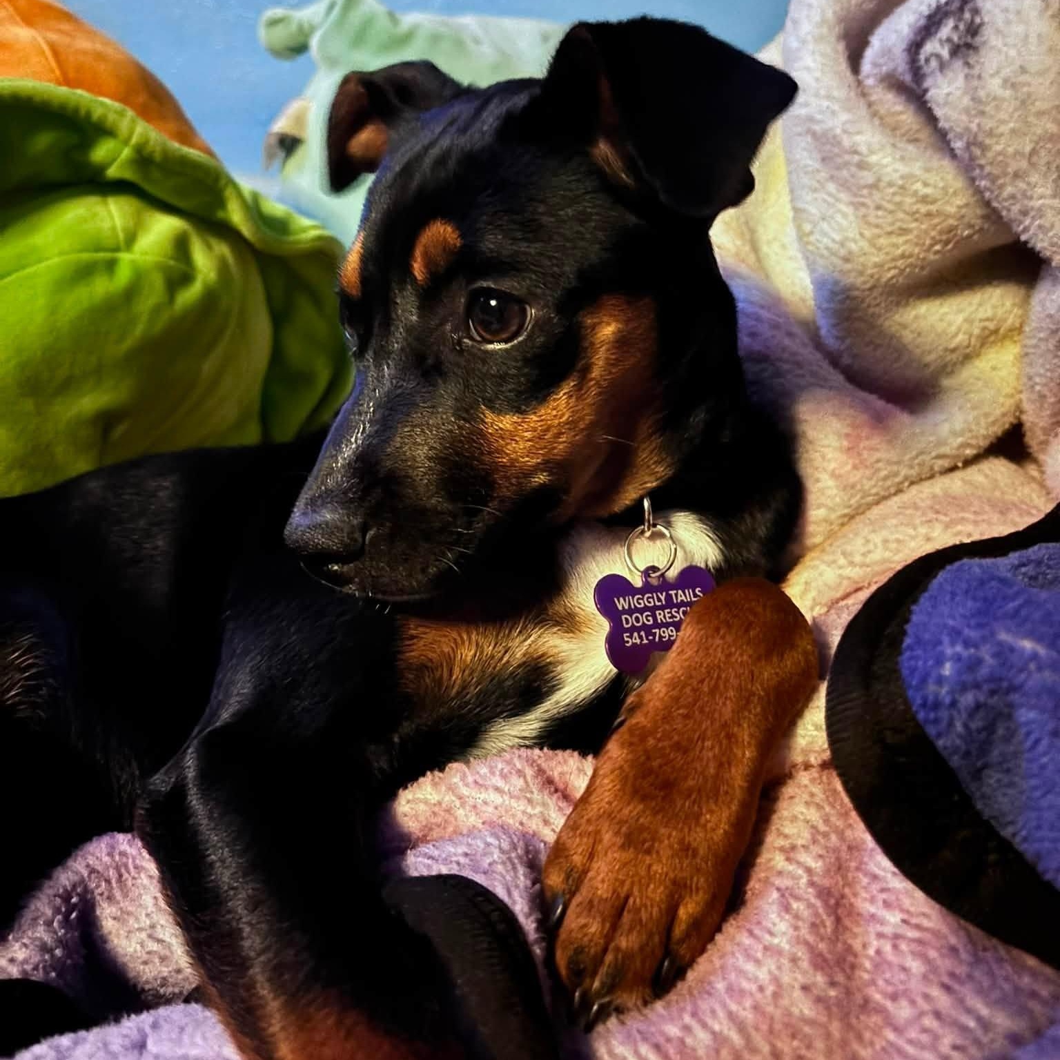 Enlarge Pickles, a ADOPTABLE mixed breed in Eugene, OR image 2/5