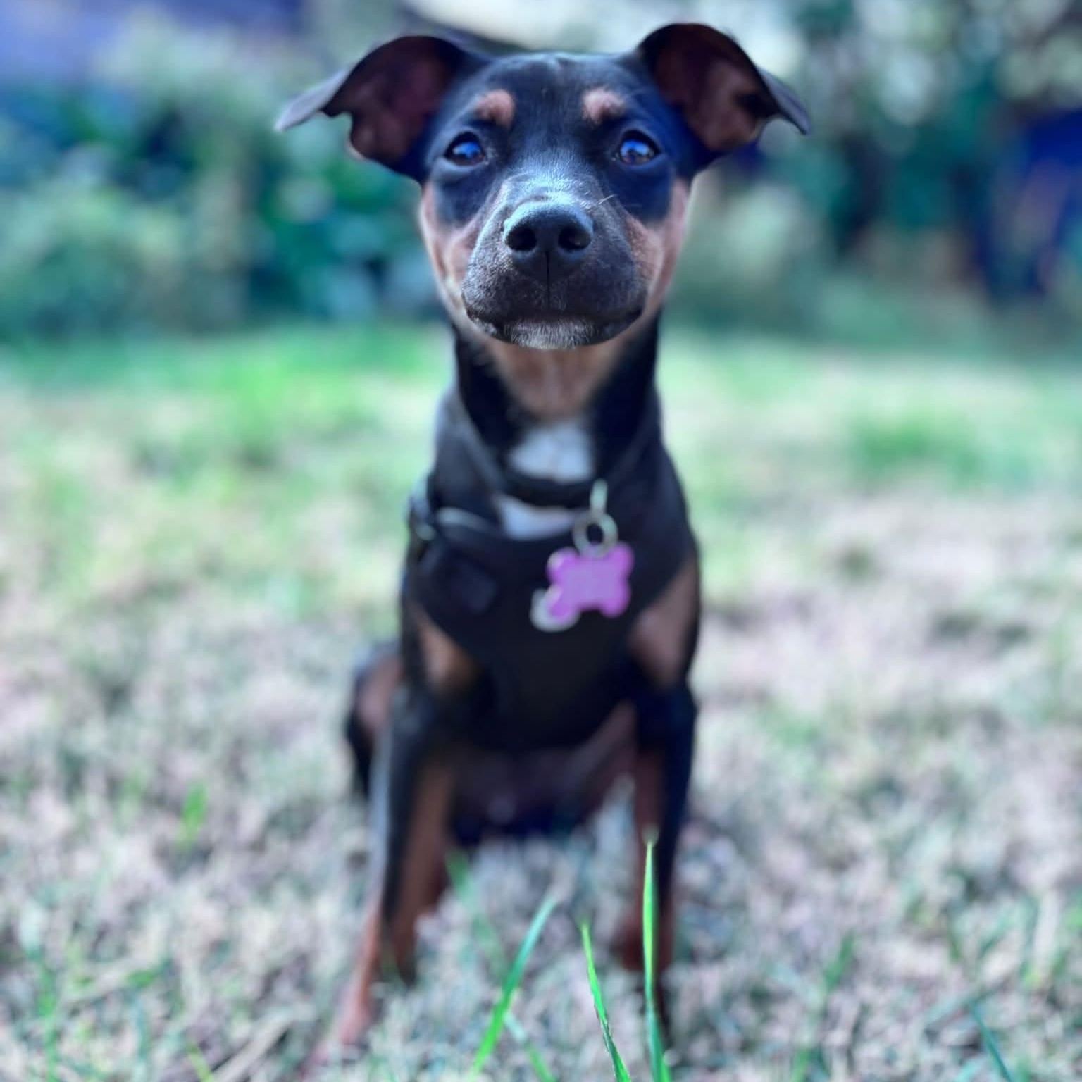 Pickles, ADOPTABLE, Puppy Female Miniature Pinscher.