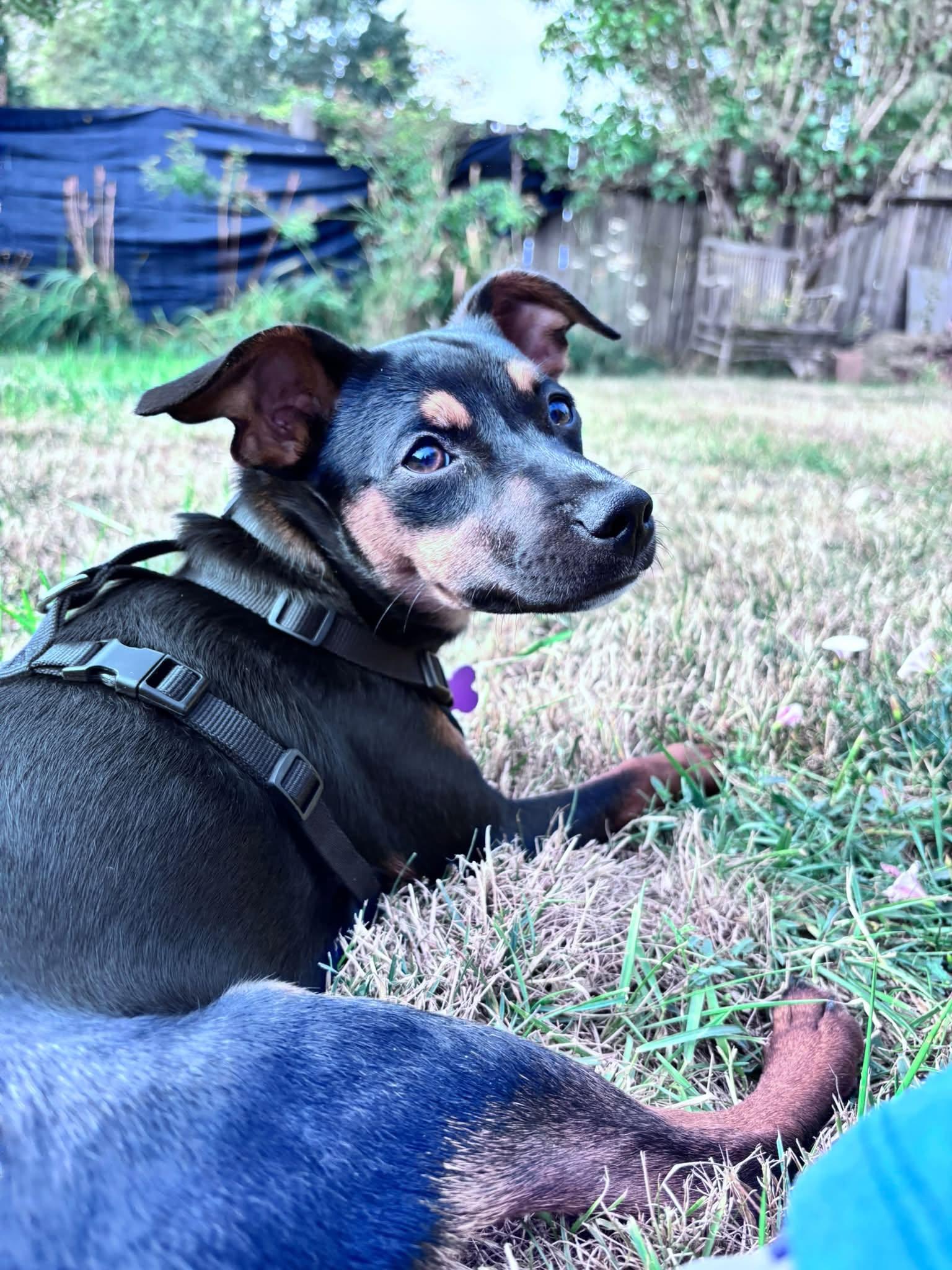 Enlarge Pickles, a ADOPTABLE mixed breed in Eugene, OR image 4/5