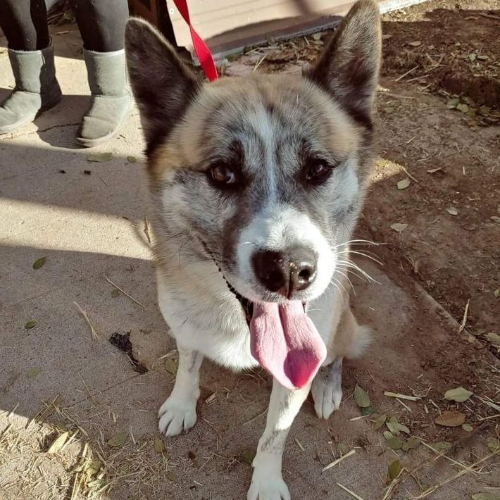 Bear, Adoptable, Adult Male Akita.