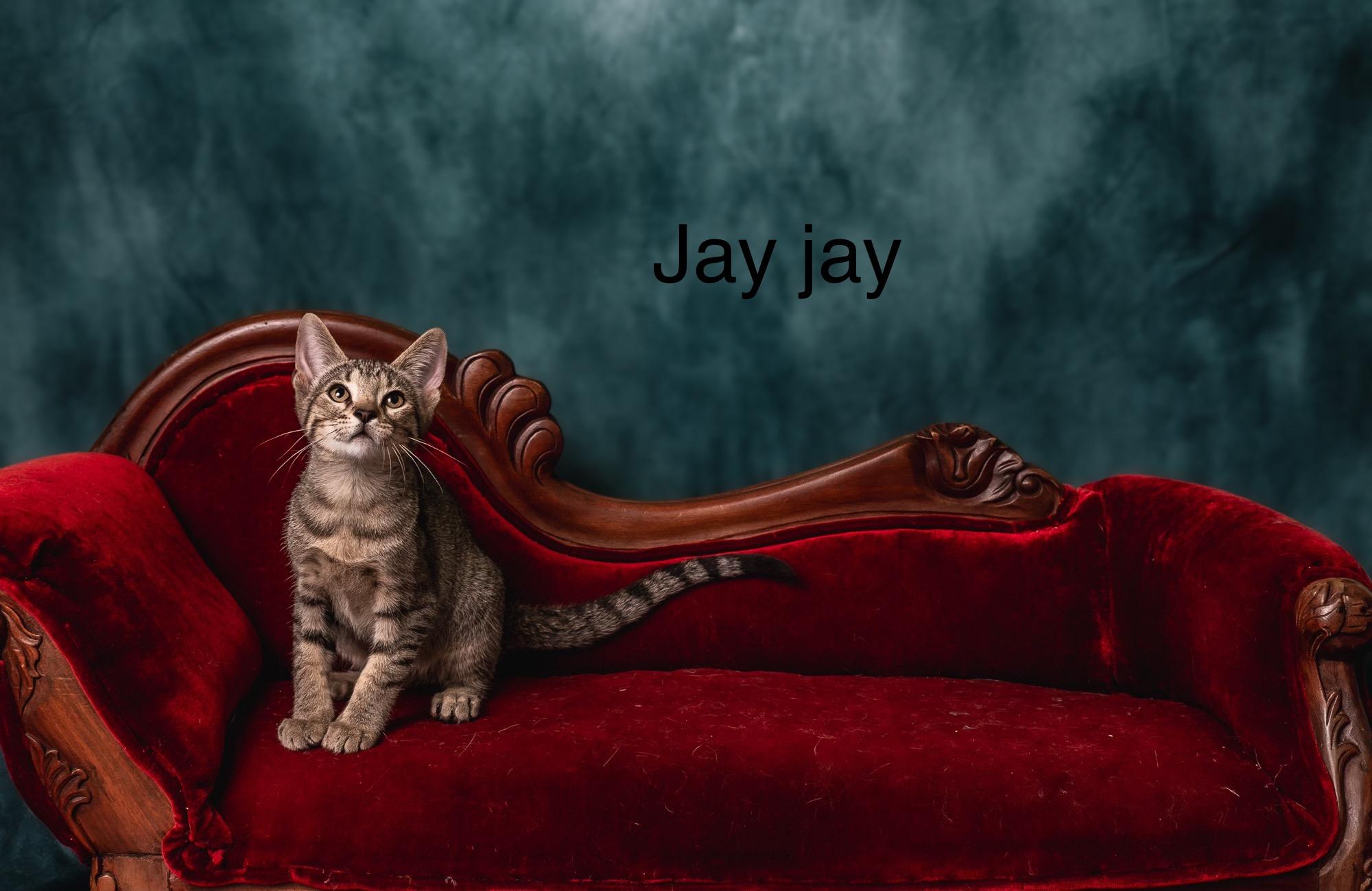Jay Jay, a Adoptable Tabby in Houston, TX image 4/6