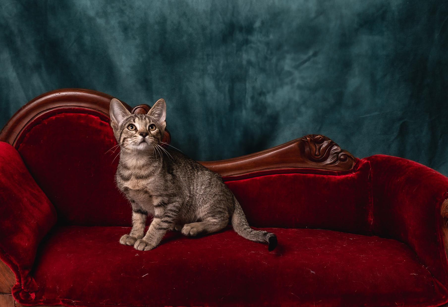 Jay Jay, a Adoptable Tabby in Houston, TX image 5/6