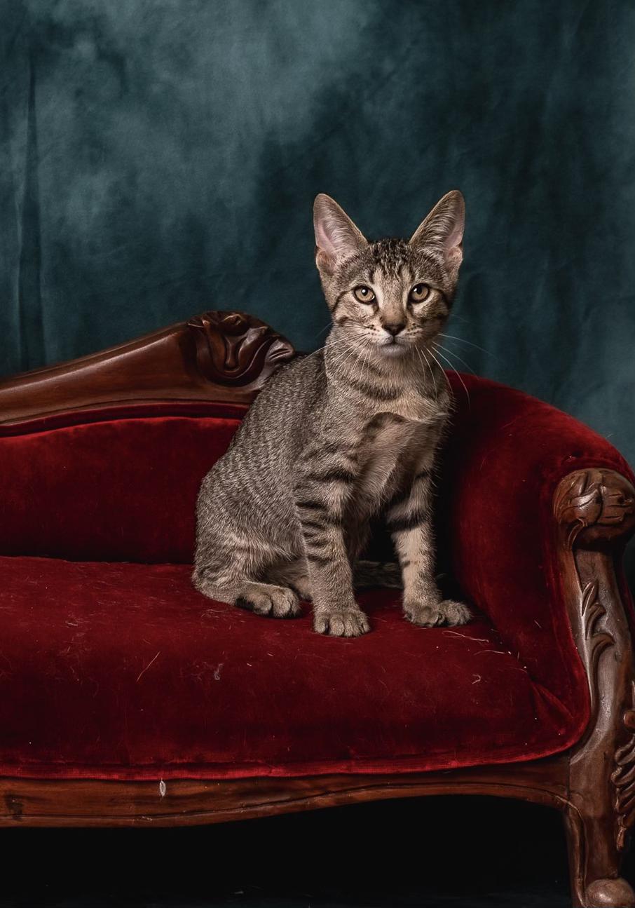 Jay Jay, a Adoptable Tabby in Houston, TX image 1/6