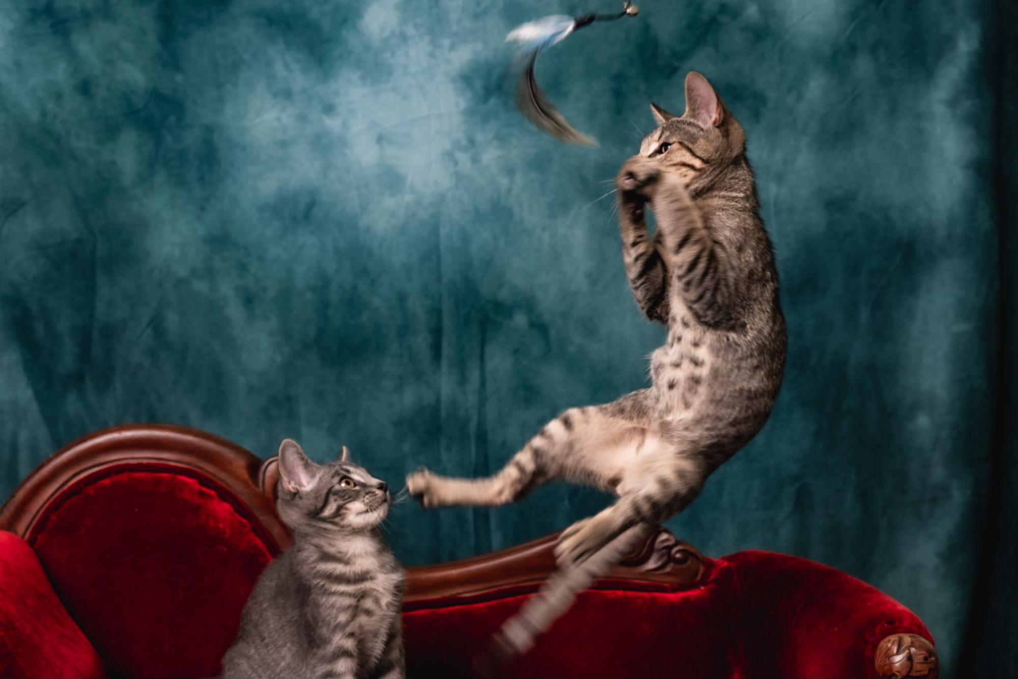 Jay Jay, a Adoptable Tabby in Houston, TX image 3/6