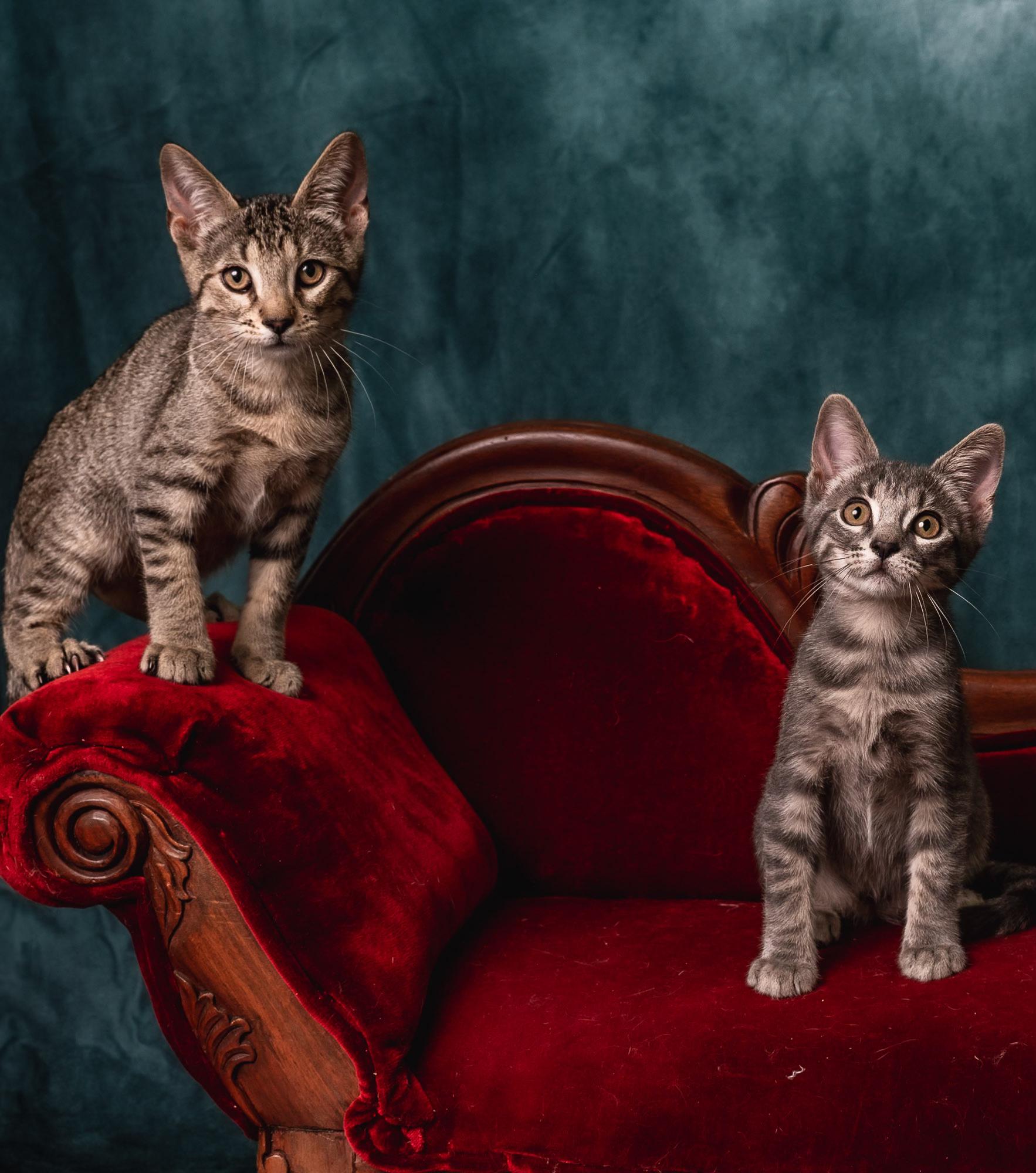 Jay Jay, a Adoptable Tabby in Houston, TX image 6/6