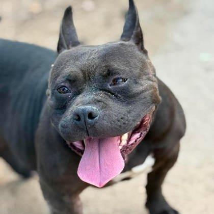 Hot Chocolate, a Adoptable mixed breed in North Charleston, SC image 2/3