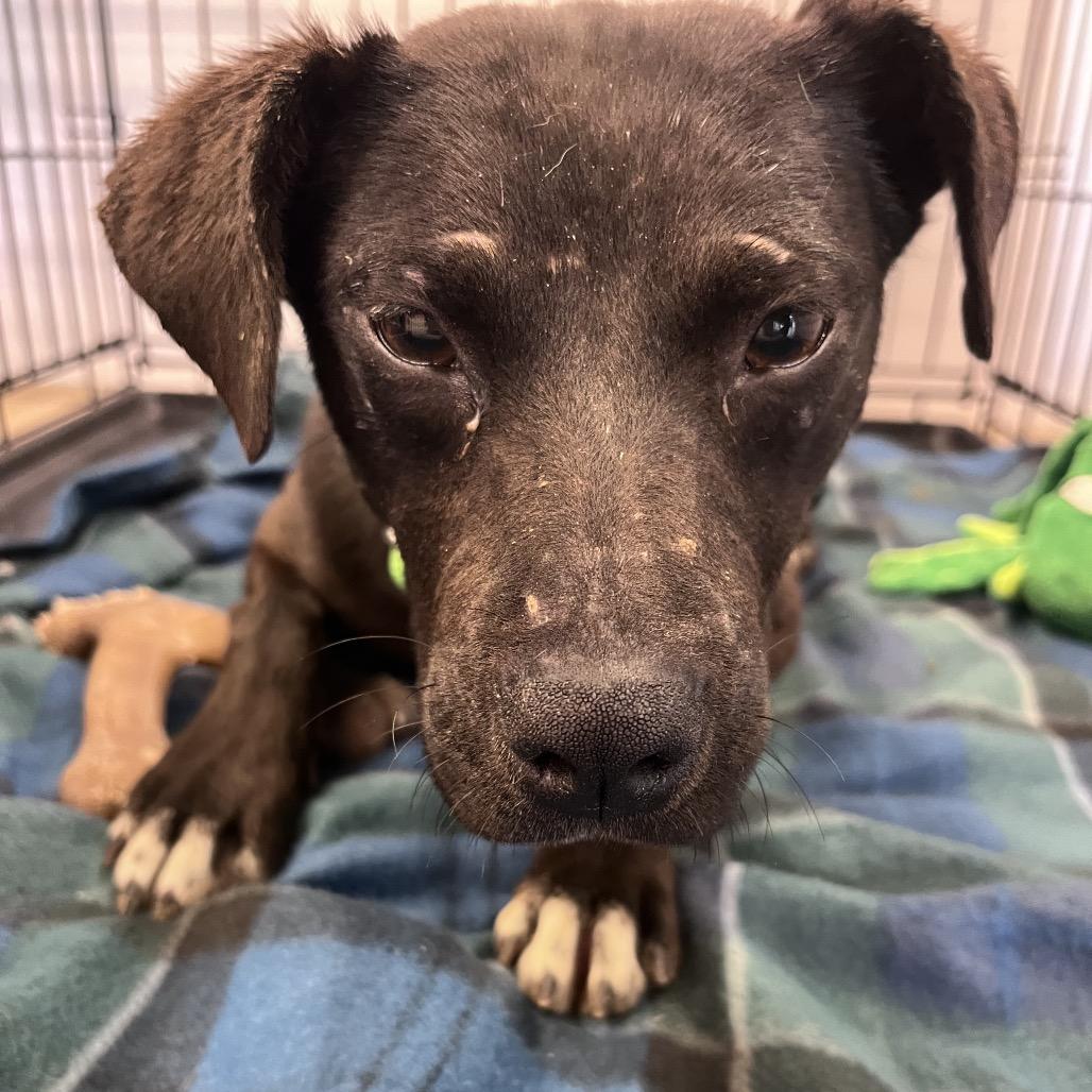 Delphi, Adoptable, Adult Female Mixed Breed.