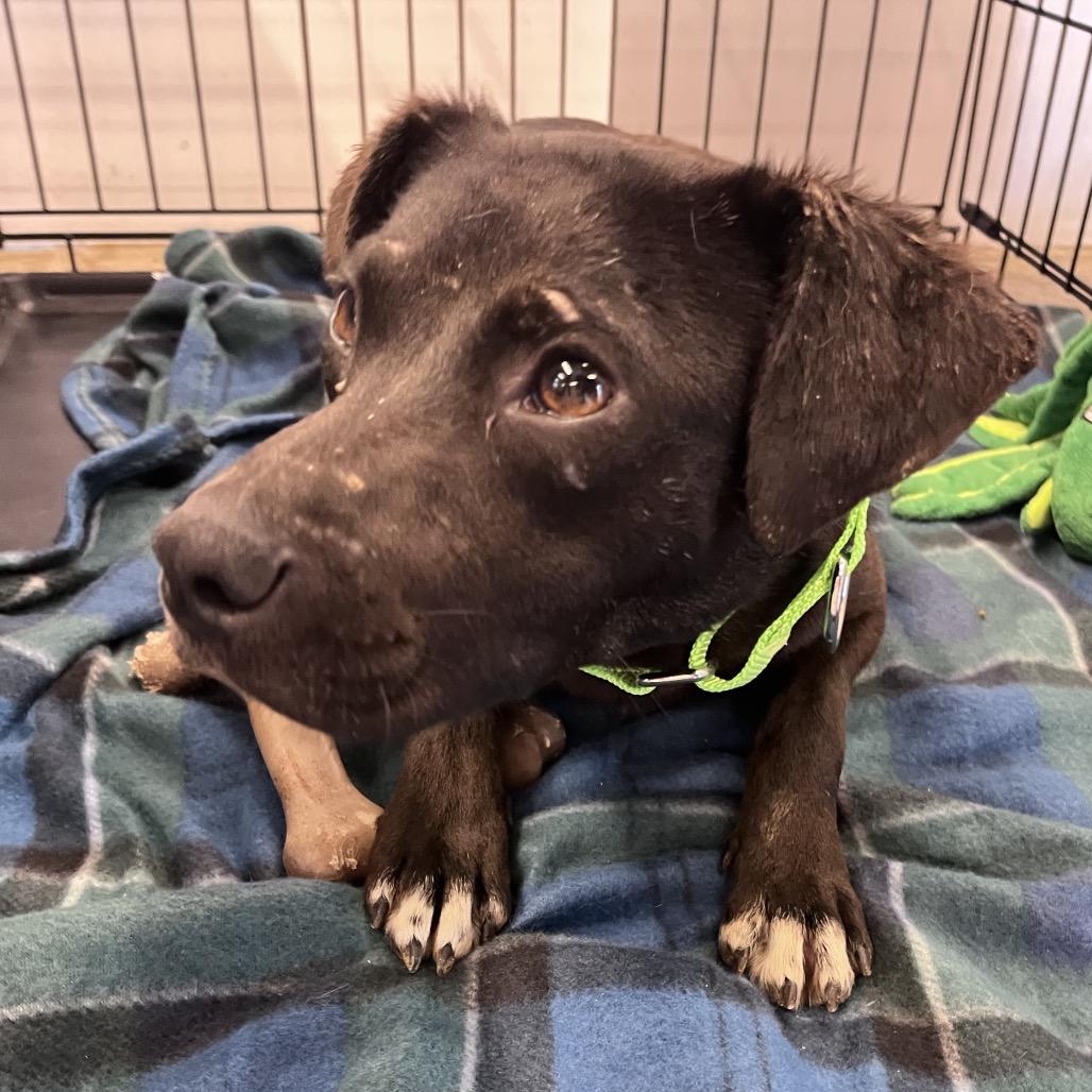 Enlarge Delphi, a Adoptable Mixed Breed in Bentonville, AR image 2/6
