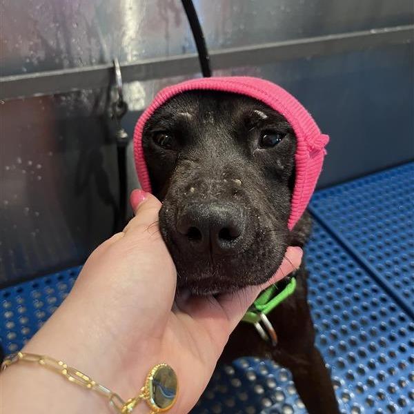Enlarge Delphi, a Adoptable Mixed Breed in Bentonville, AR image 3/6