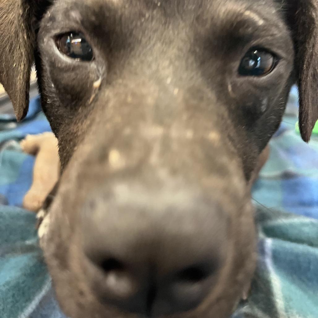 Enlarge Delphi, a Adoptable Mixed Breed in Bentonville, AR image 4/6