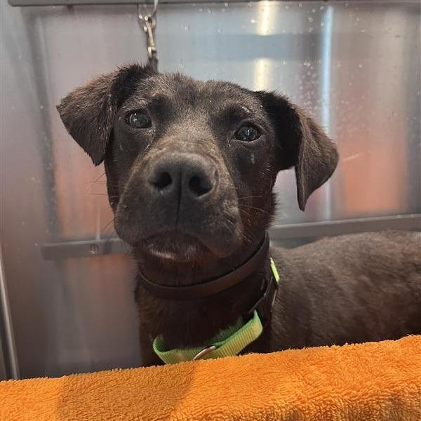 Enlarge Delphi, a Adoptable Mixed Breed in Bentonville, AR image 5/6