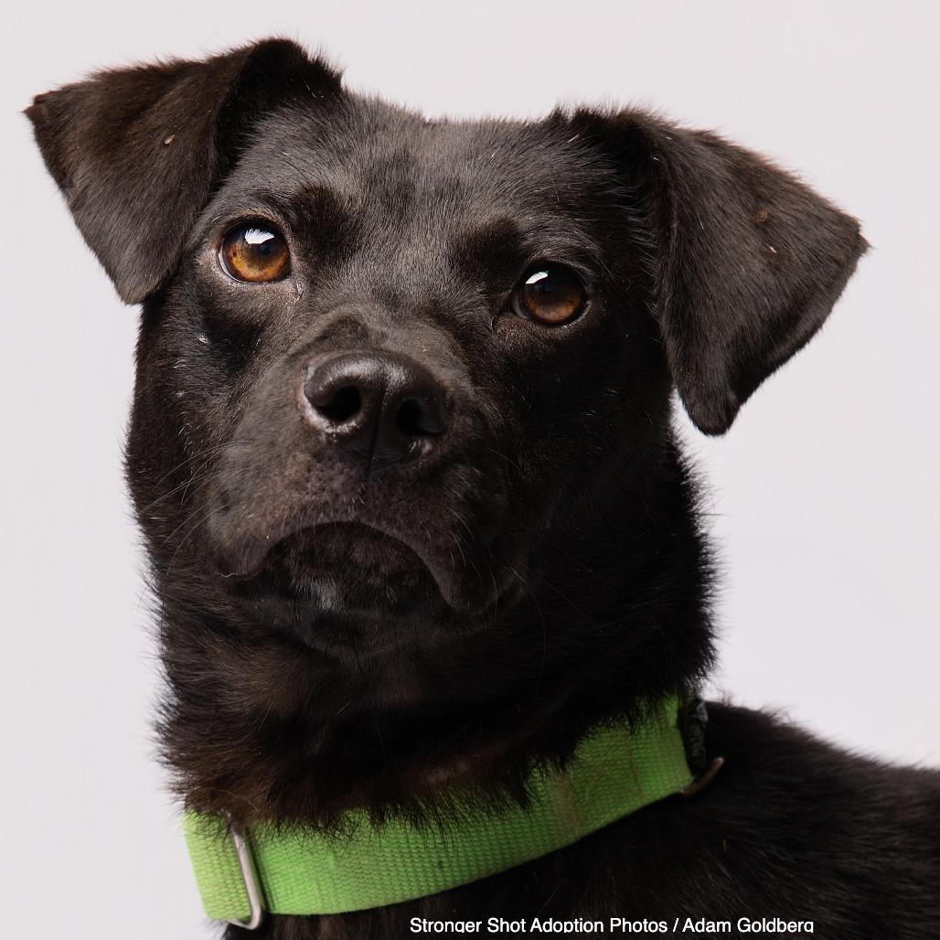 Enlarge Delphi, a Adoptable Mixed Breed in Bentonville, AR image 6/6