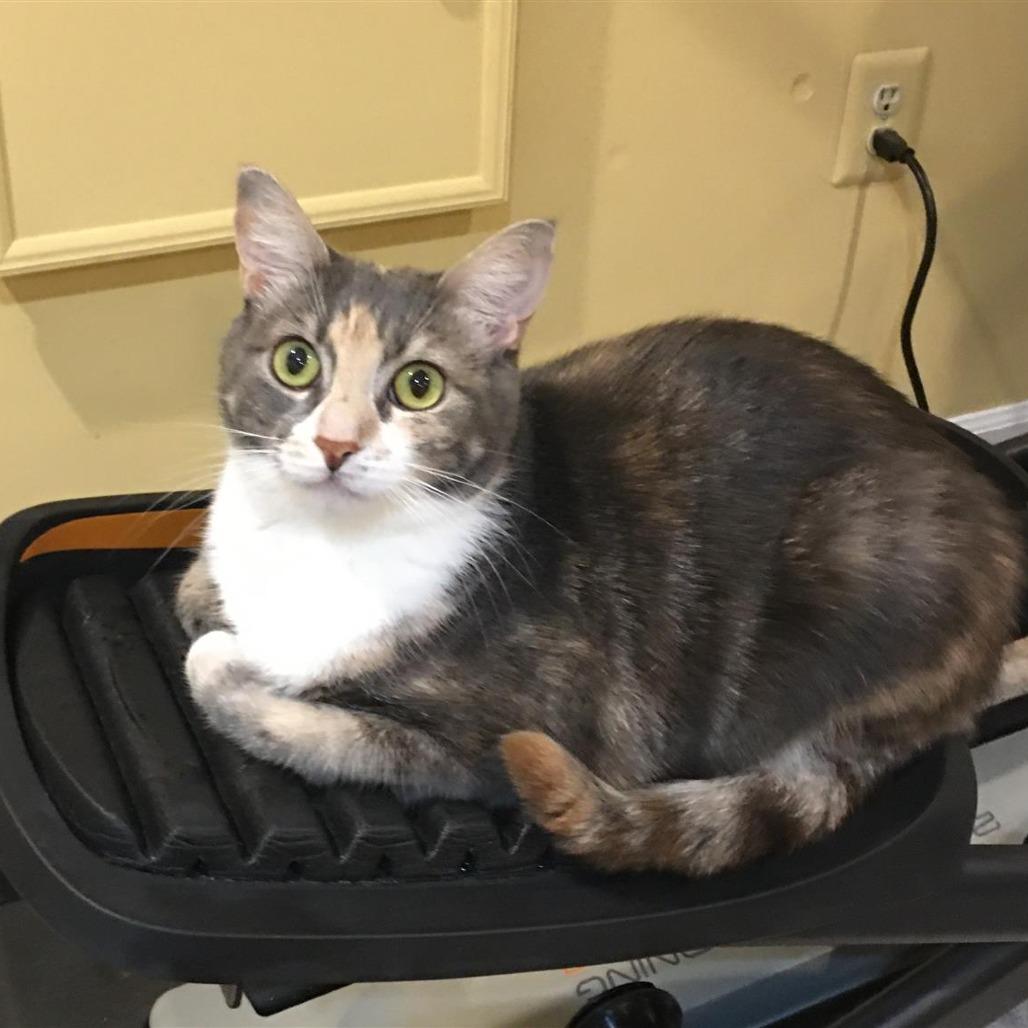 Willow Girl — thumbnail 3