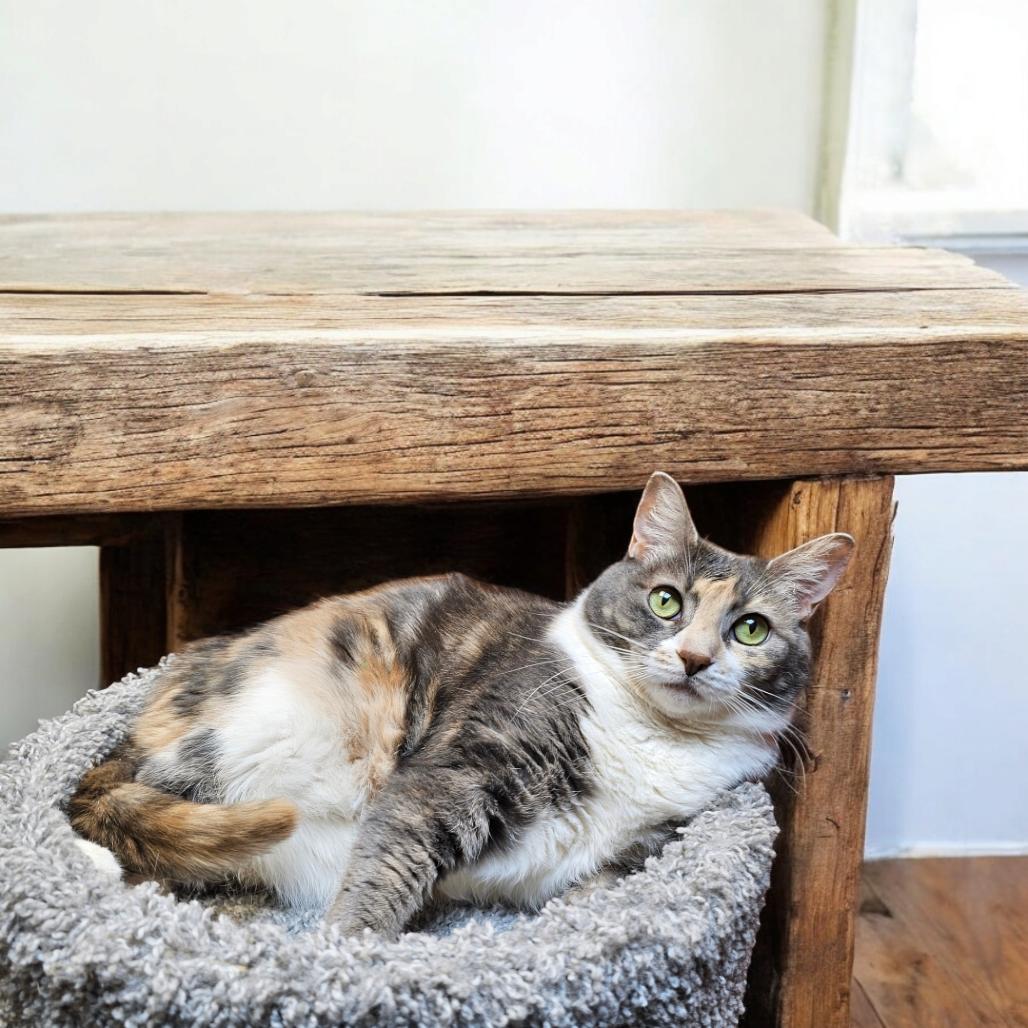 Willow Girl — thumbnail 4