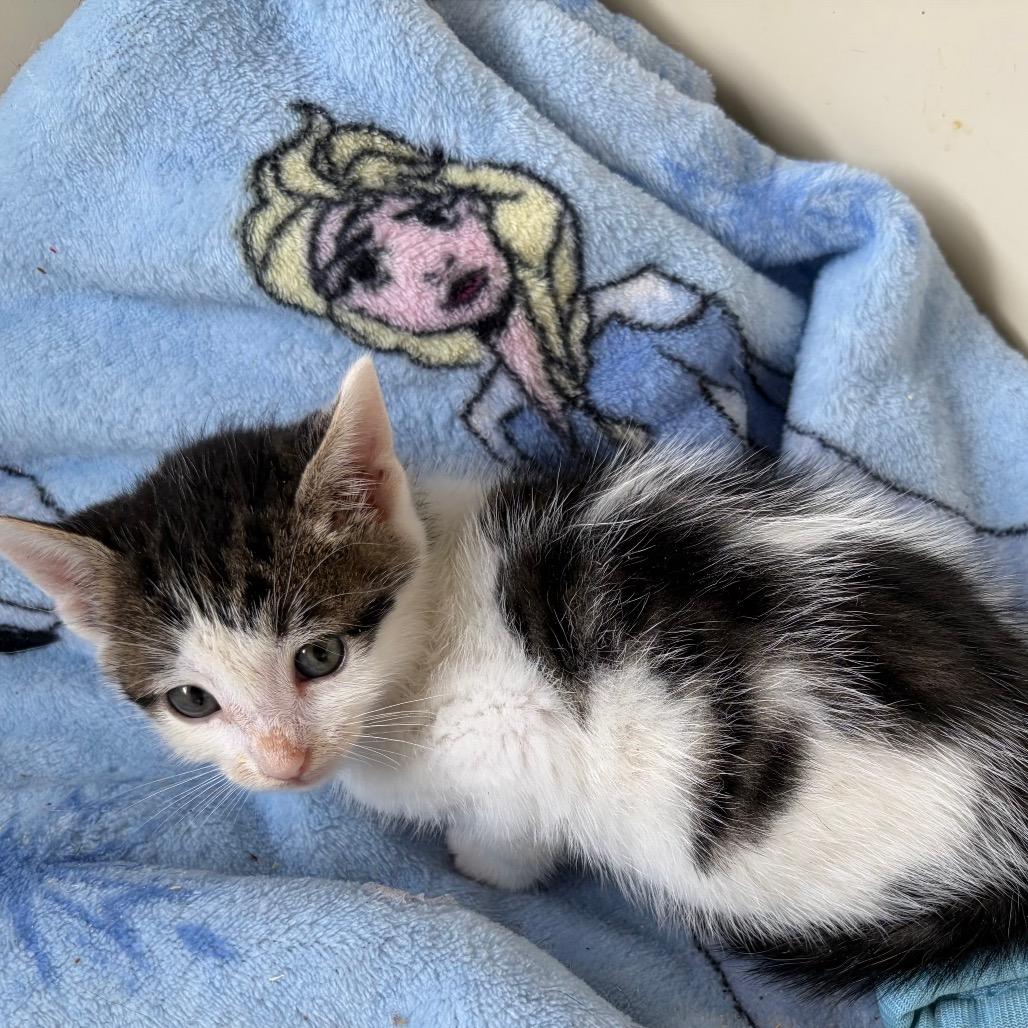 Enlarge Acorn, a Adoptable Domestic Short Hair in Calimesa, CA image 1/2