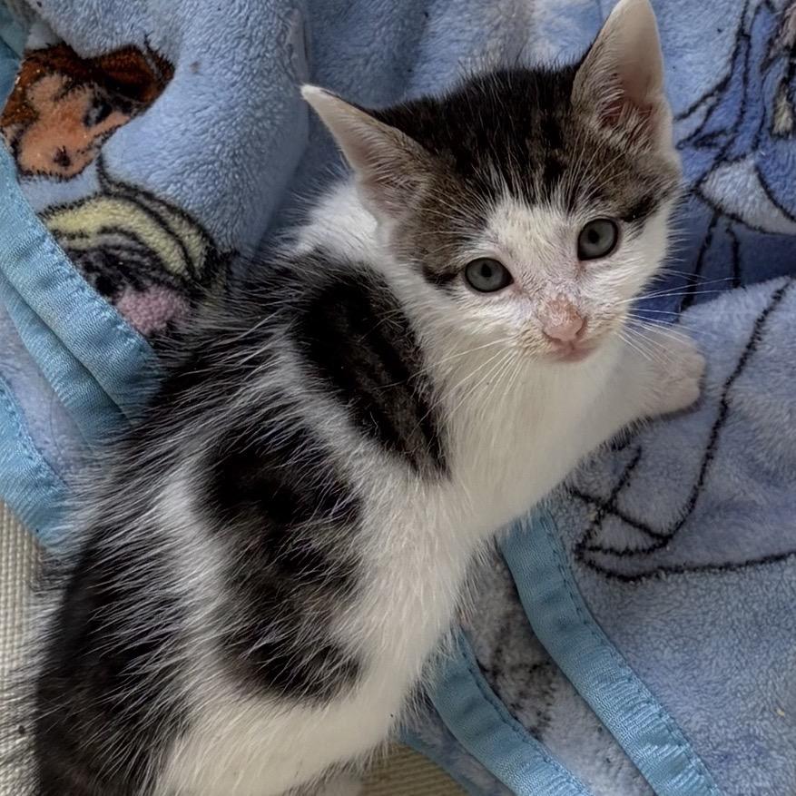 Enlarge Acorn, a Adoptable Domestic Short Hair in Calimesa, CA image 2/2