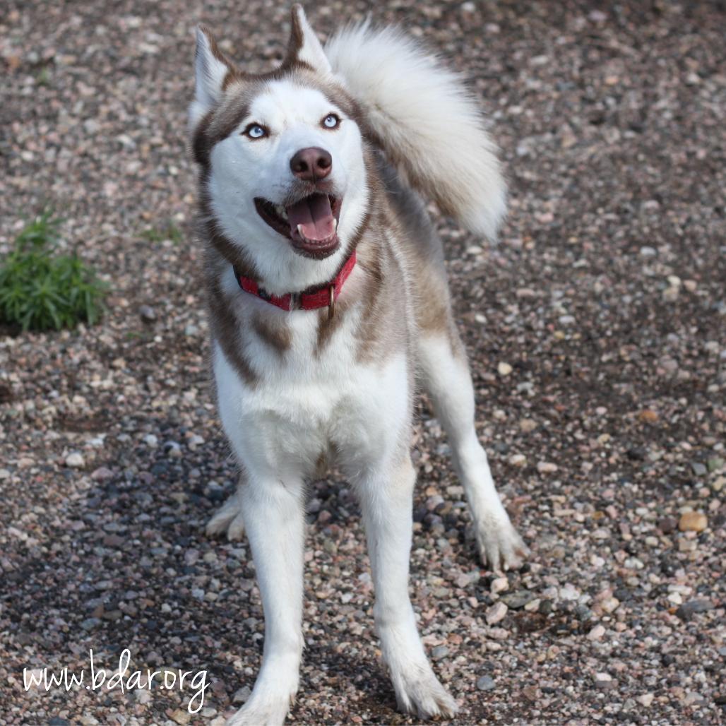 Finn, a Adoptable Siberian Husky in Cheyenne, WY image 1/2