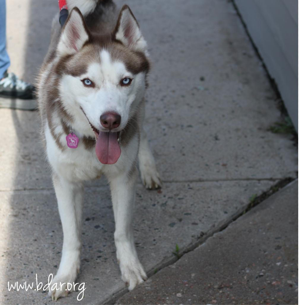 Finn, a Adoptable Siberian Husky in Cheyenne, WY image 2/2