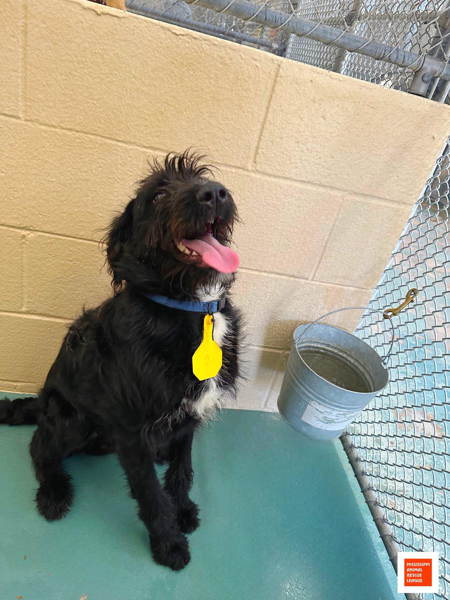 Enlarge Smokey, a ADOPTABLE mixed breed in Jackson, MS image 1/1