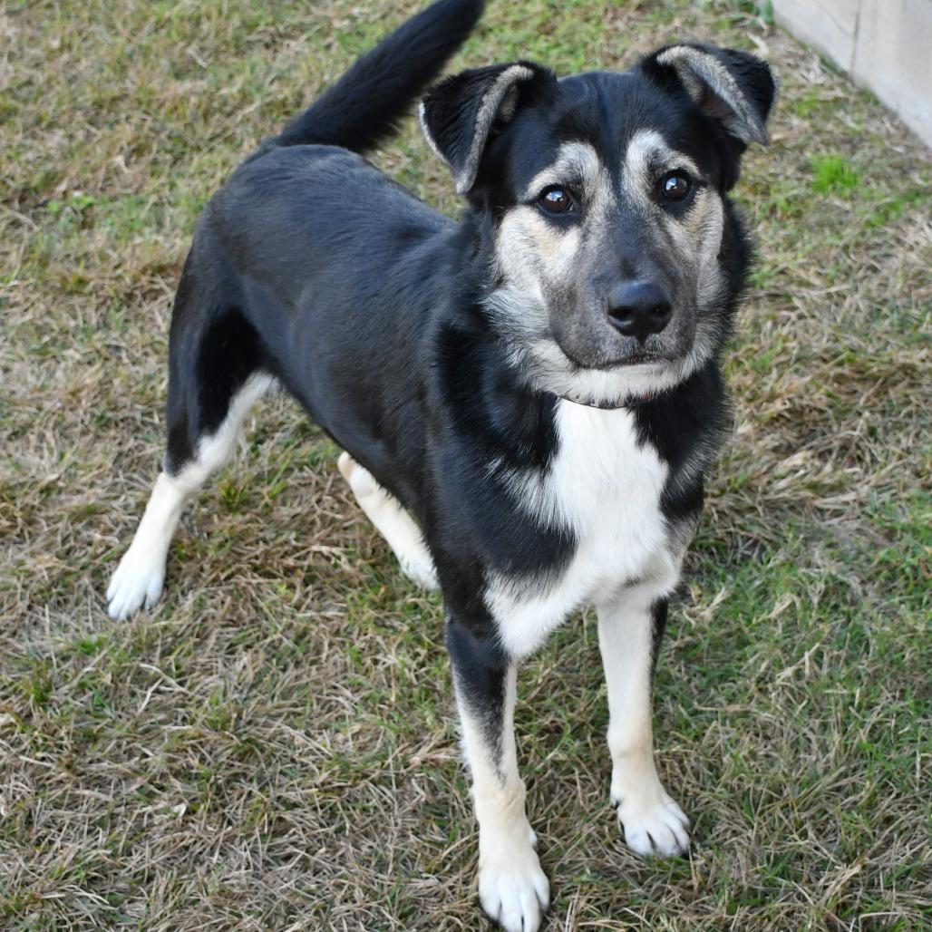 Gryffindor, Adoptable, Adult Male Shepherd.