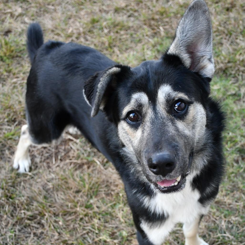 Enlarge Gryffindor, a Adoptable Shepherd in Beaumont, TX image 2/6