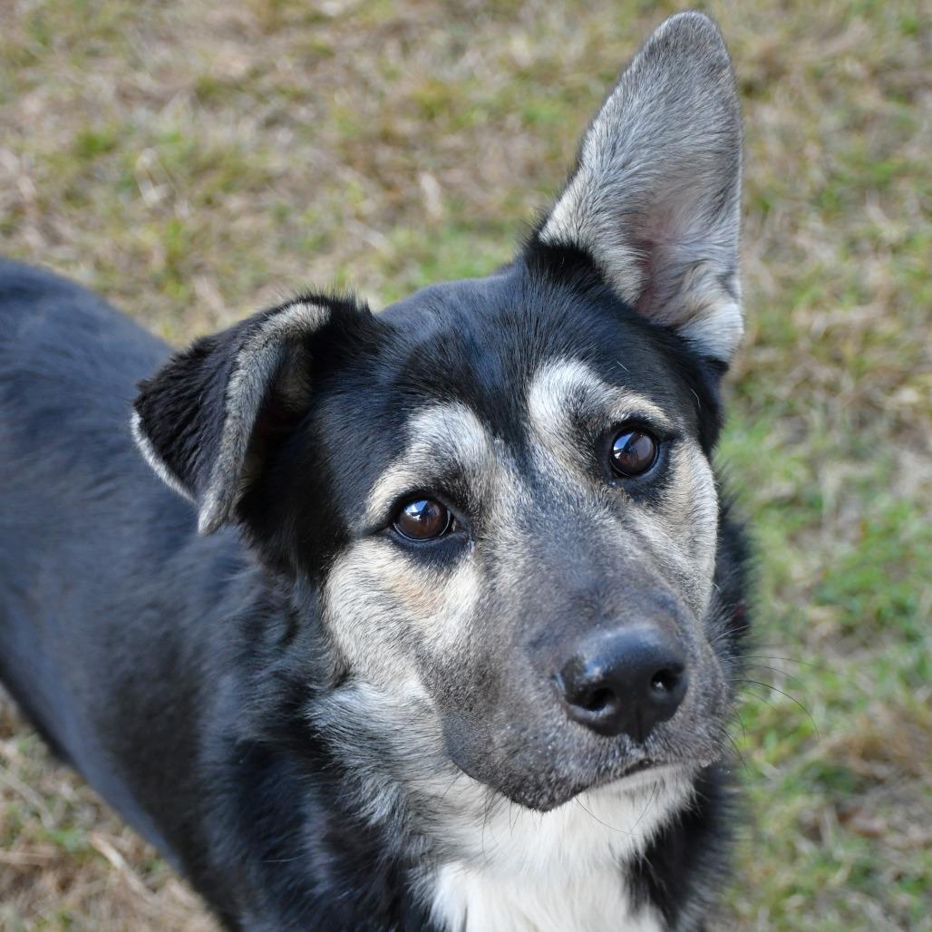 Enlarge Gryffindor, a Adoptable Shepherd in Beaumont, TX image 3/6