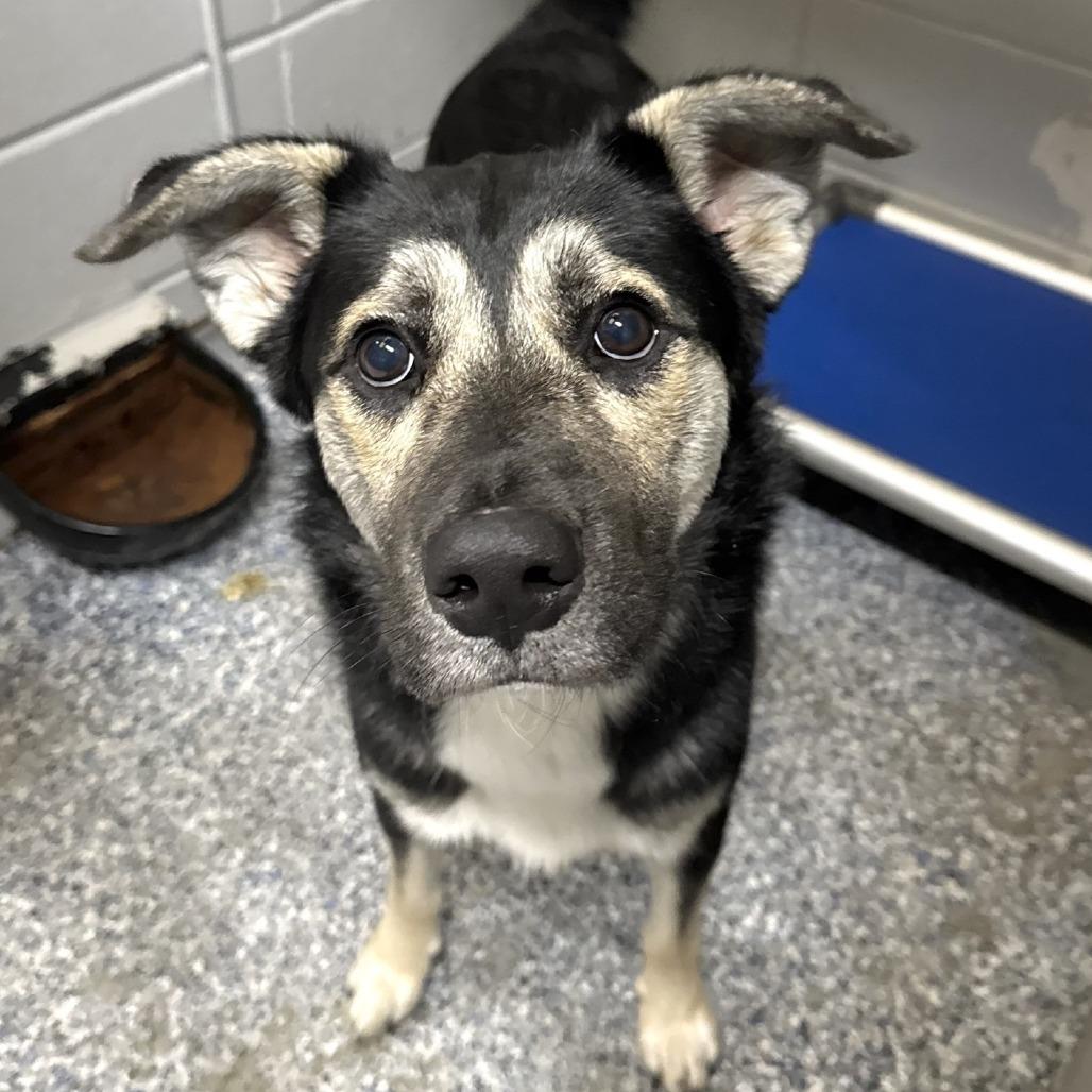 Enlarge Gryffindor, a Adoptable Shepherd in Beaumont, TX image 4/6