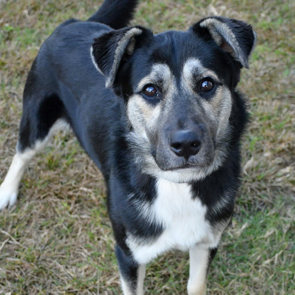 Enlarge Gryffindor, a Adoptable Shepherd in Beaumont, TX image 5/6