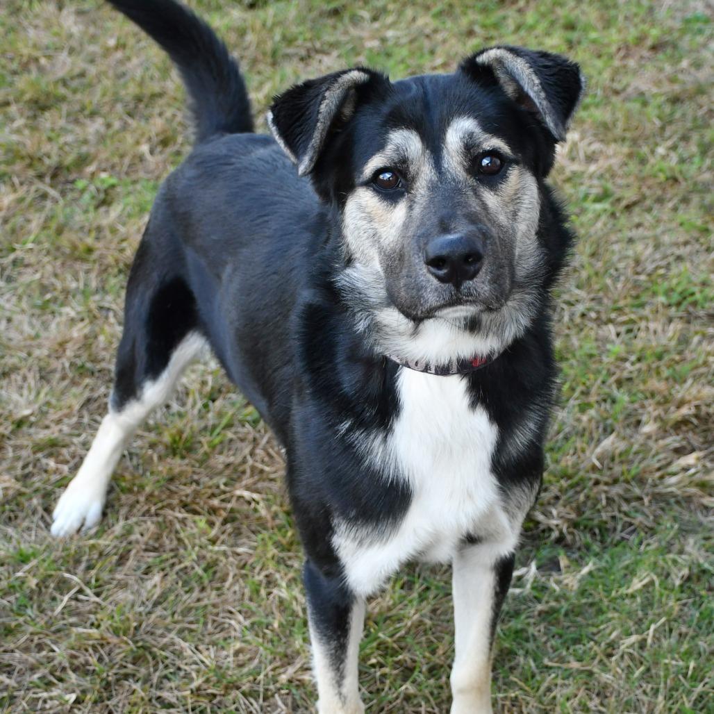 Enlarge Gryffindor, a Adoptable Shepherd in Beaumont, TX image 6/6