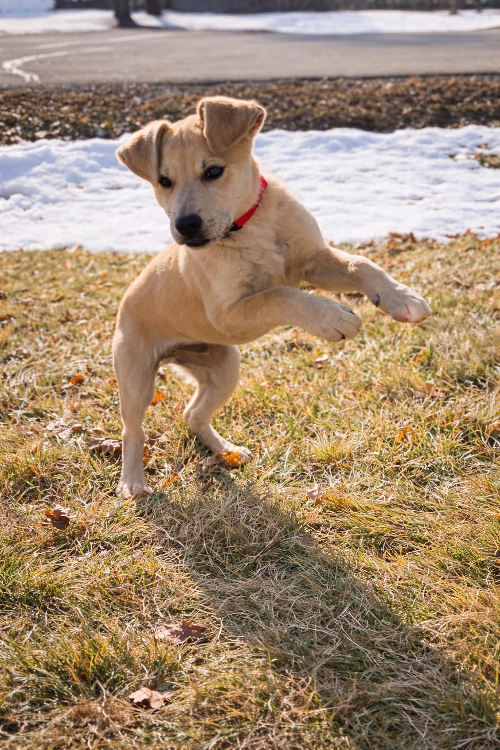 Enlarge FRED   $425, an adopted mixed breed in Milwaukee, WI image 2/6