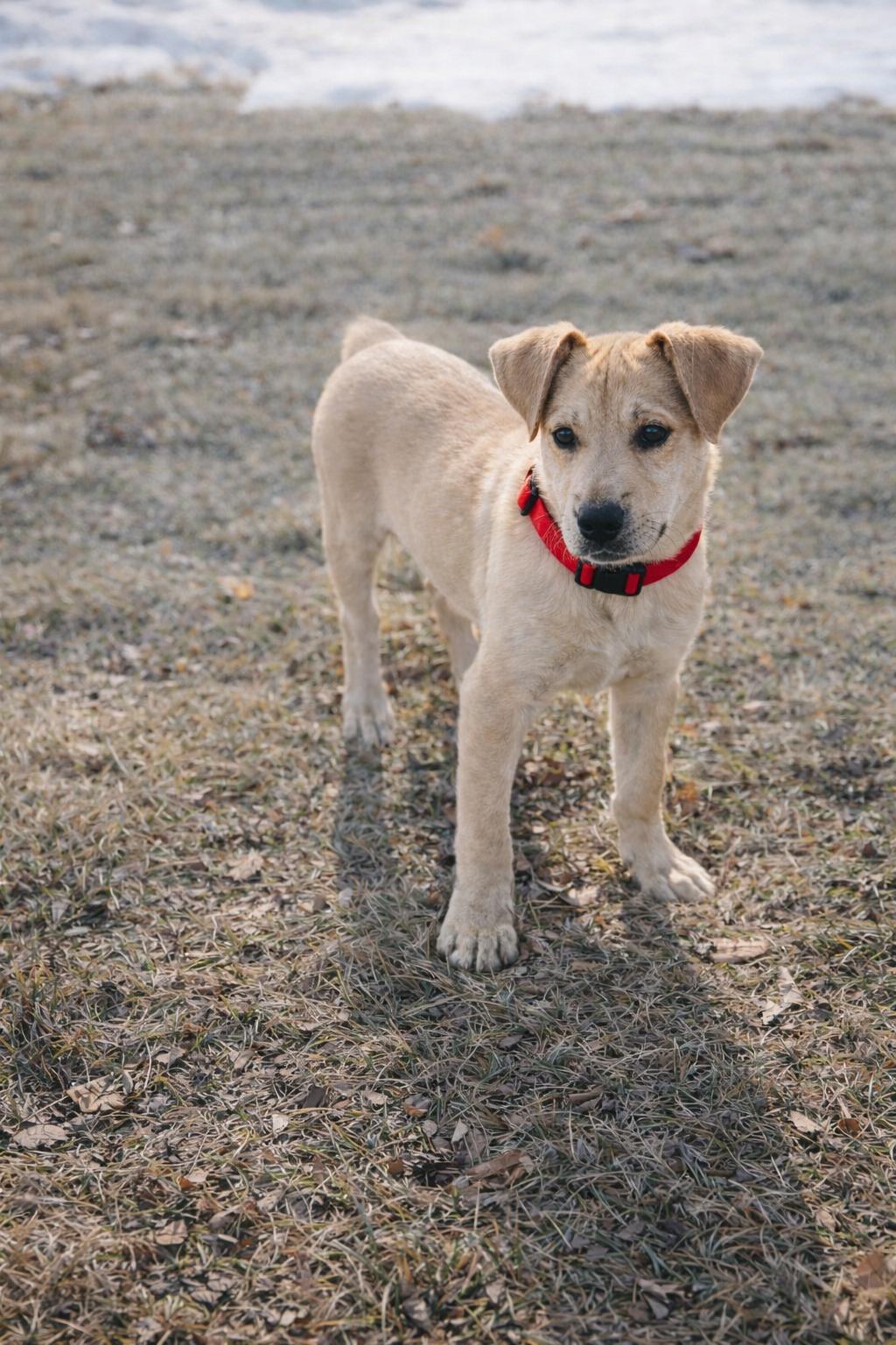 Enlarge FRED   $425, an adopted mixed breed in Milwaukee, WI image 3/6