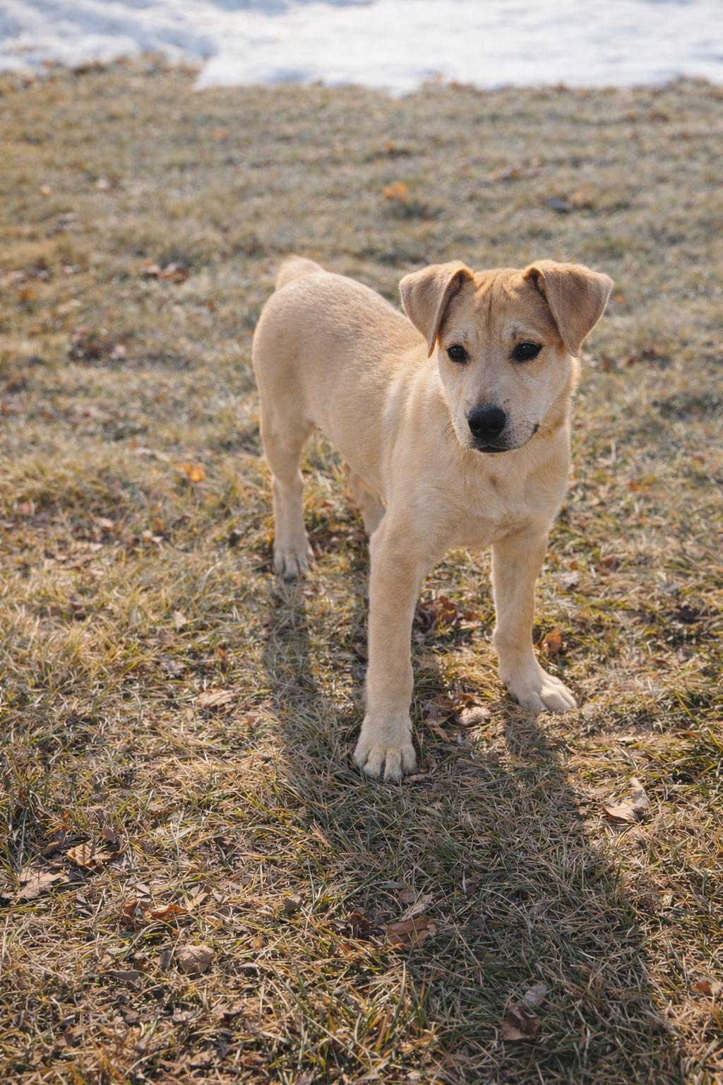 Enlarge FRED   $425, an adopted mixed breed in Milwaukee, WI image 4/6
