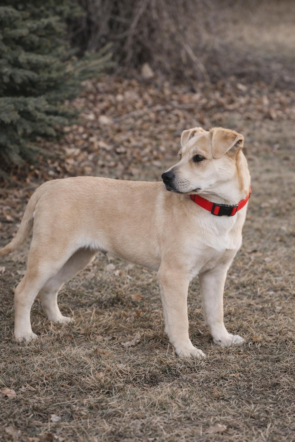 Enlarge FRED   $425, an adopted mixed breed in Milwaukee, WI image 5/6
