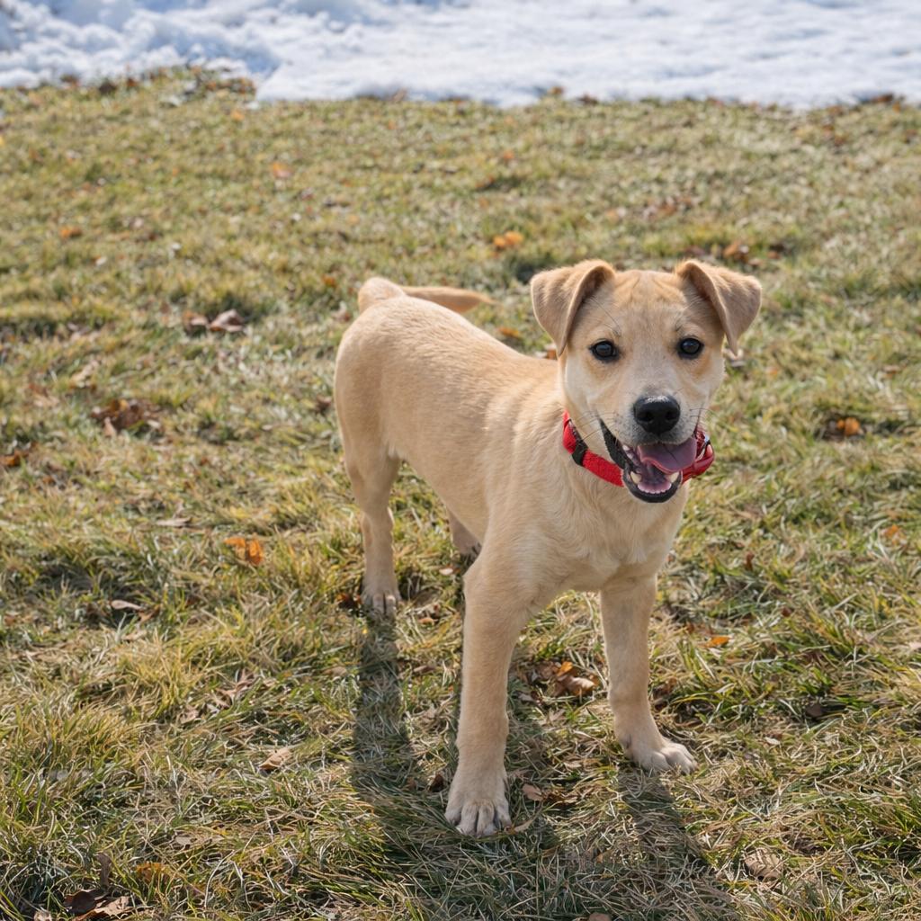 Enlarge FRED   $425, an adopted mixed breed in Milwaukee, WI image 6/6