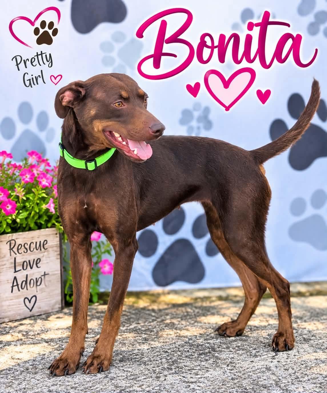 Bonita, Adoptable, Adult Female Mixed Breed.
