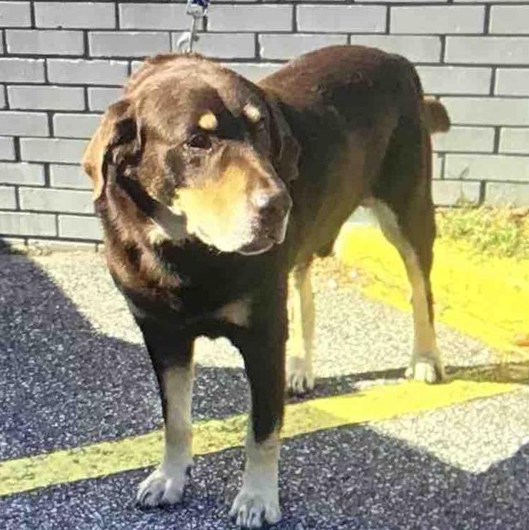 Big Jon (BJ), a Adoptable mixed breed in Washington, PA image 4/5