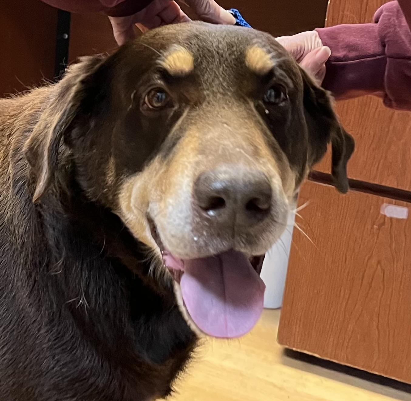 Big Jon (BJ), a Adoptable mixed breed in Washington, PA image 1/5