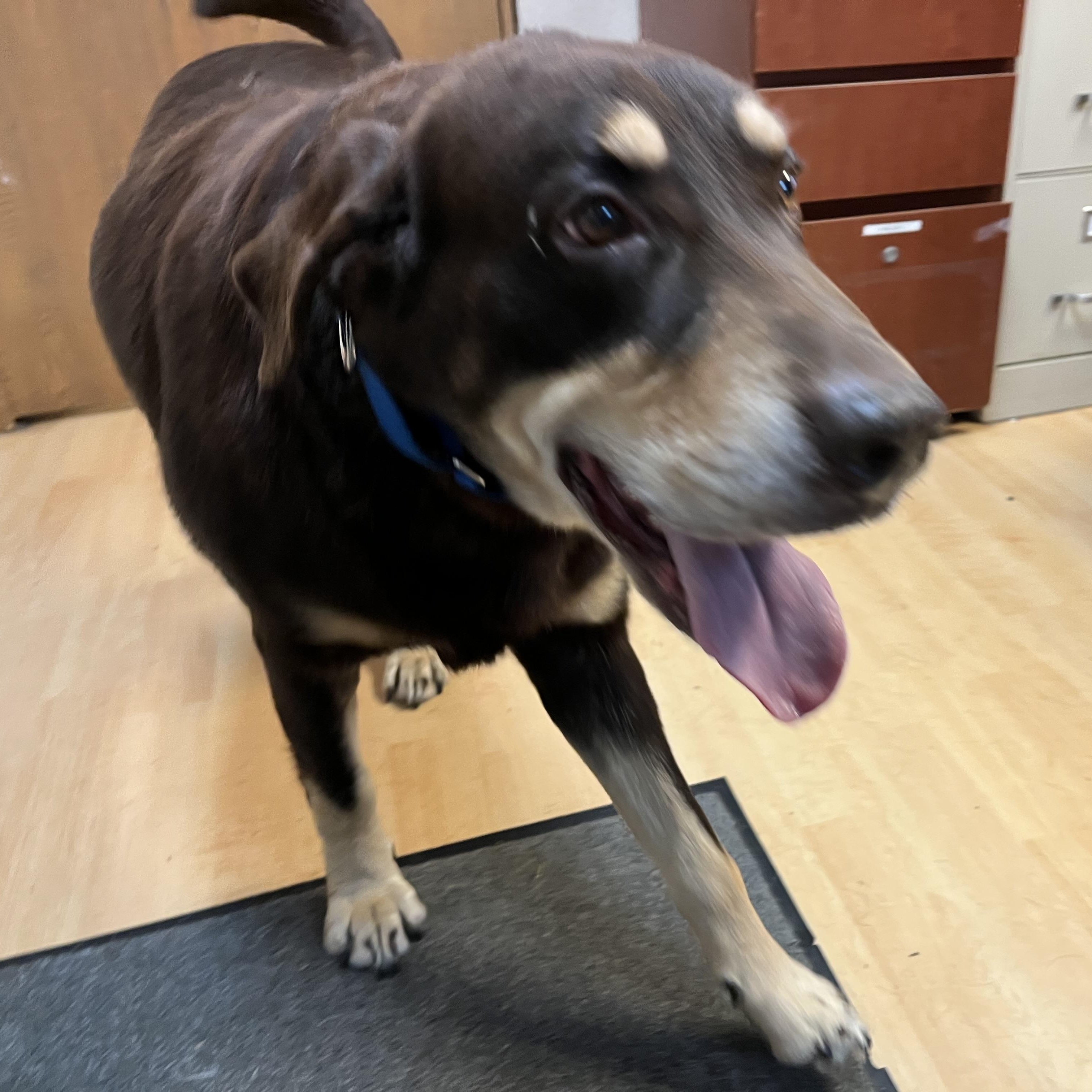 Big Jon (BJ), a Adoptable mixed breed in Washington, PA image 5/5