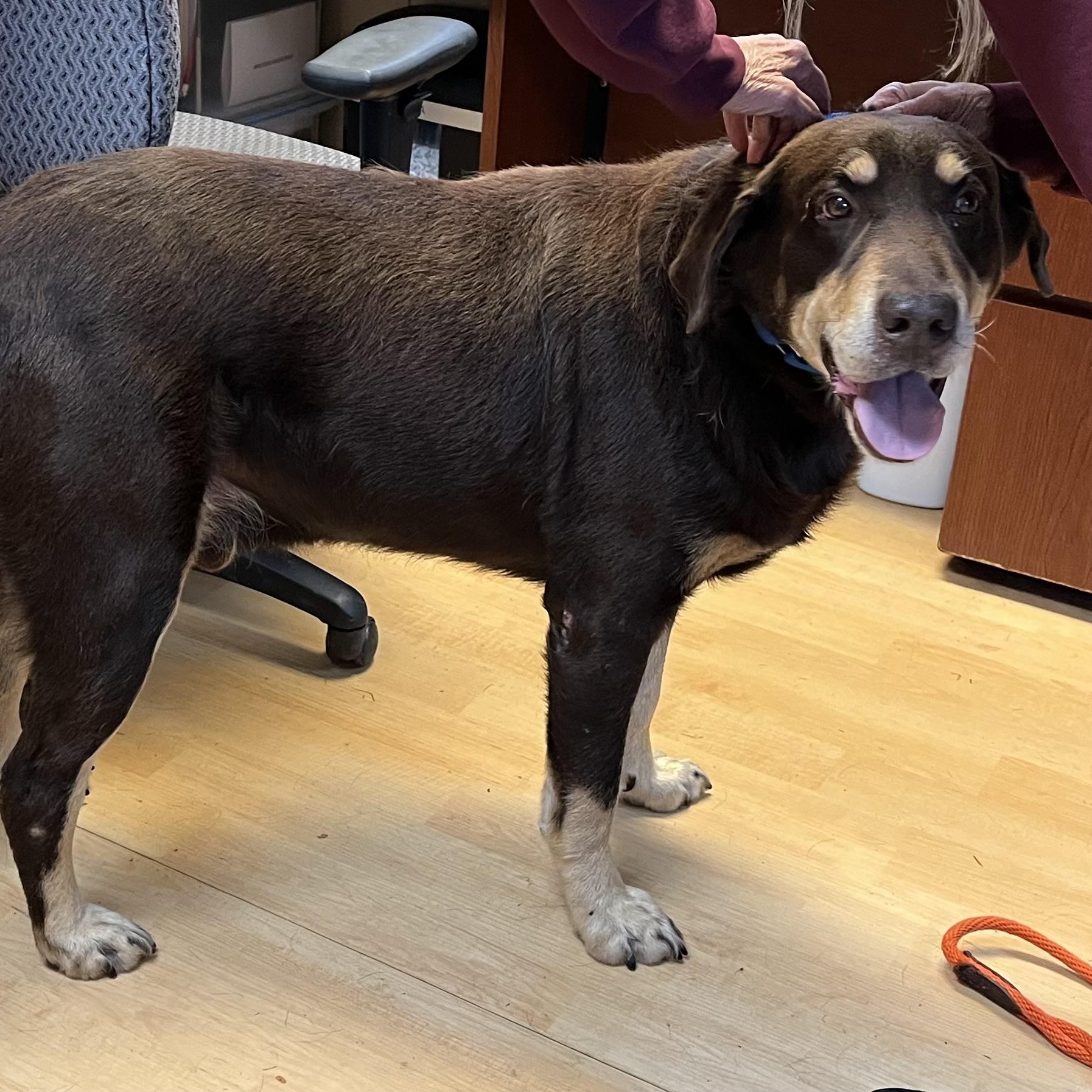 Big Jon (BJ), a Adoptable mixed breed in Washington, PA image 2/5