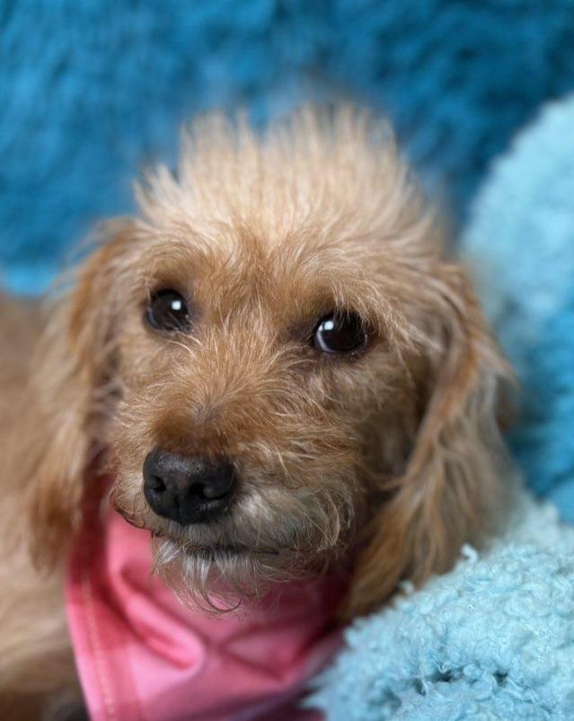 Sienna-Flea Market Find