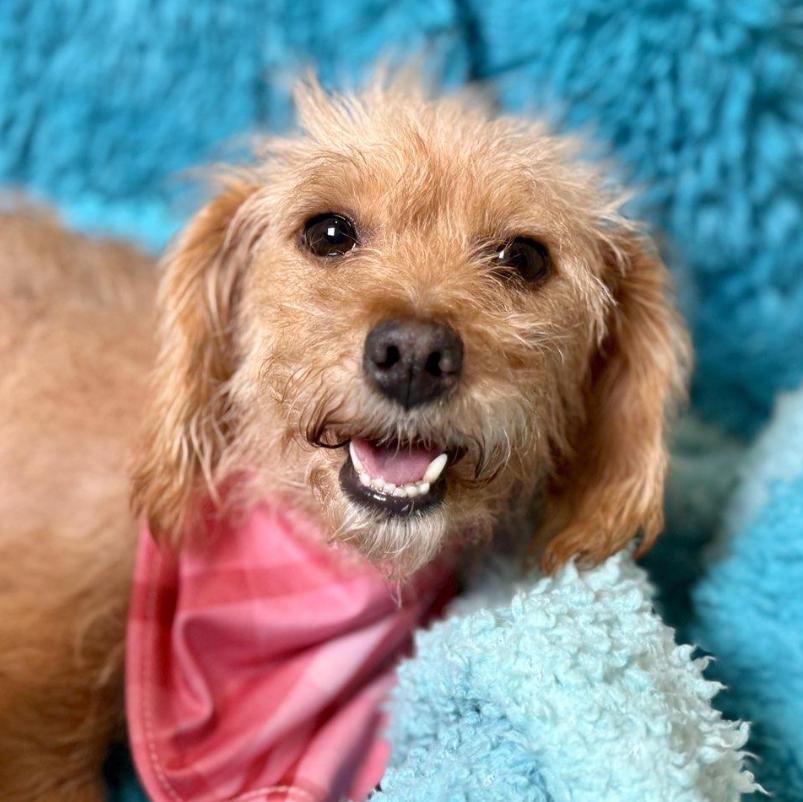 Sienna-Flea Market Find