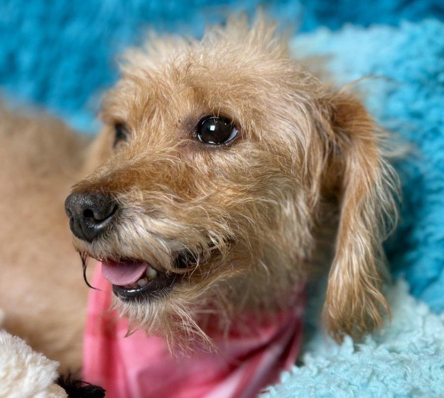 Sienna-Flea Market Find